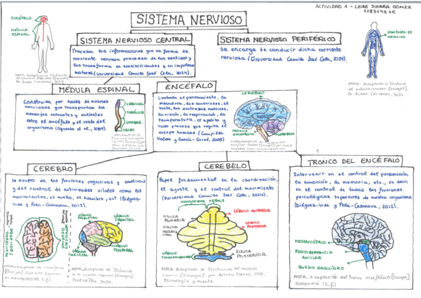Miniatura del documento ESQUEMA-SISTEMA-NERVIOSO.pdf