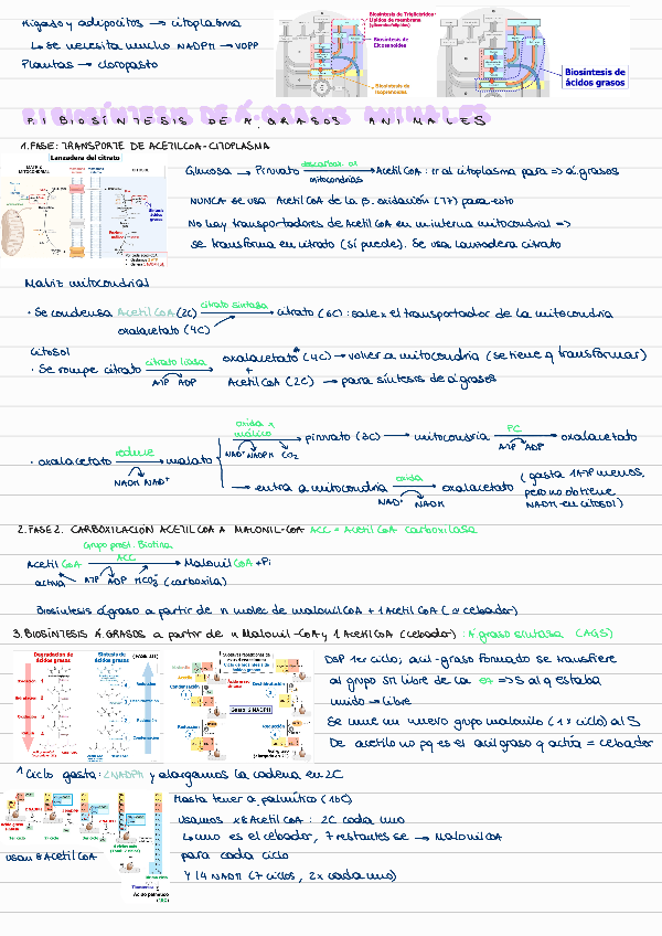 Miniatura del documento T8-BIOSINTESIS-DE-LIPIDOS.pdf