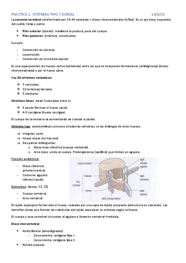 Miniatura del documento ANATOMIA-SEMINARIOS.pdf