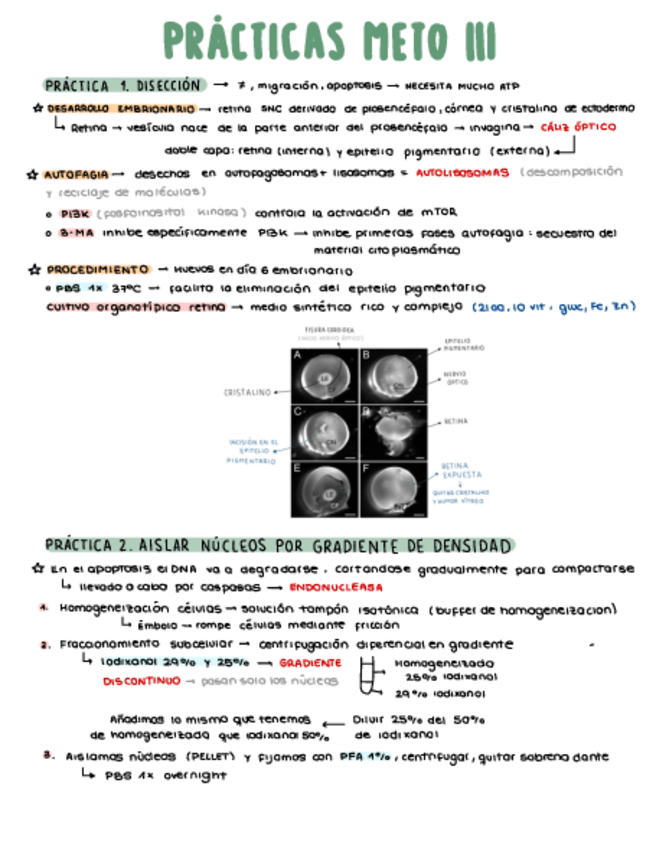 Miniatura del documento PRACTICAS-METO.pdf