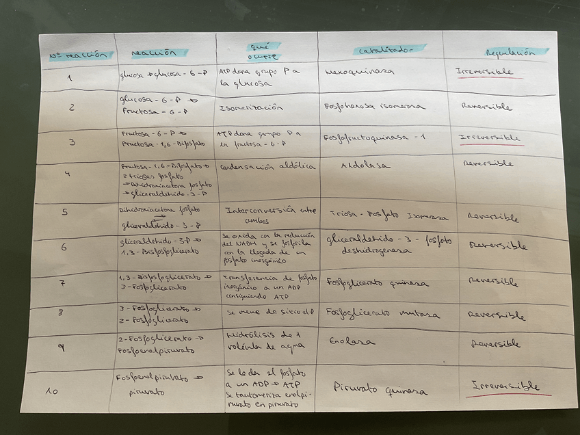 Miniatura del documento Reacciones glucólisis.jpeg