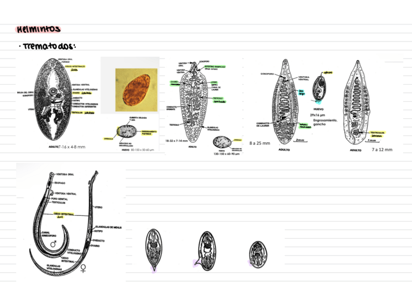 Miniatura del documento Morfologia-Parasitos.pdf
