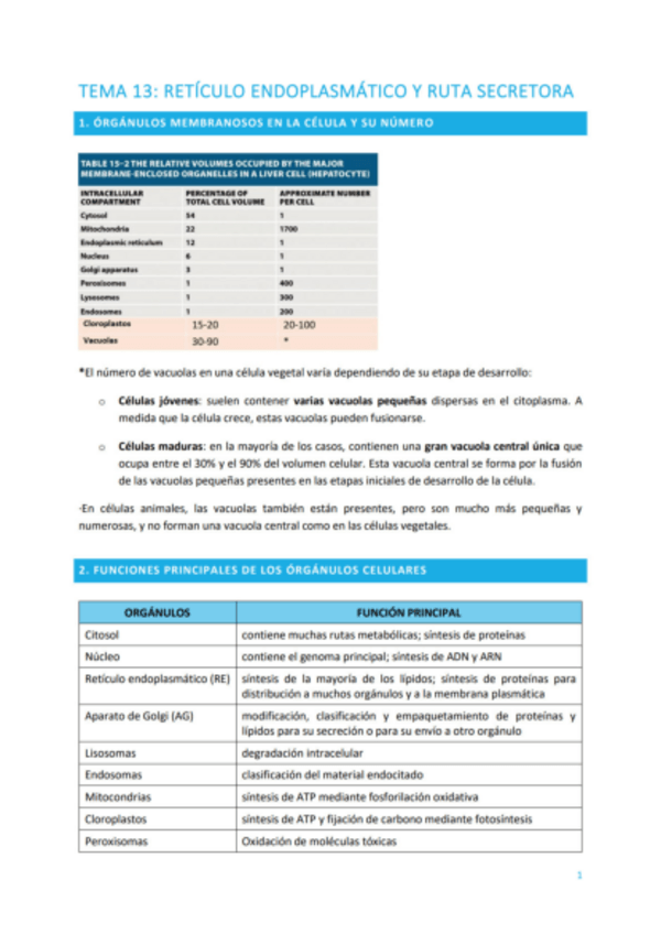 Miniatura del documento TEMA-13-RETICULO-ENDOPLASMATICO-Y-RUTA-SECRETORA.pdf