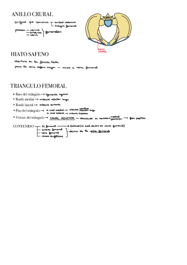 Miniatura del documento Anillo-crural-Anatomia-I.pdf