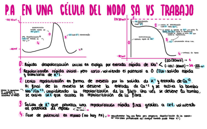 Miniatura del documento Potencial-De-Accion.pdf