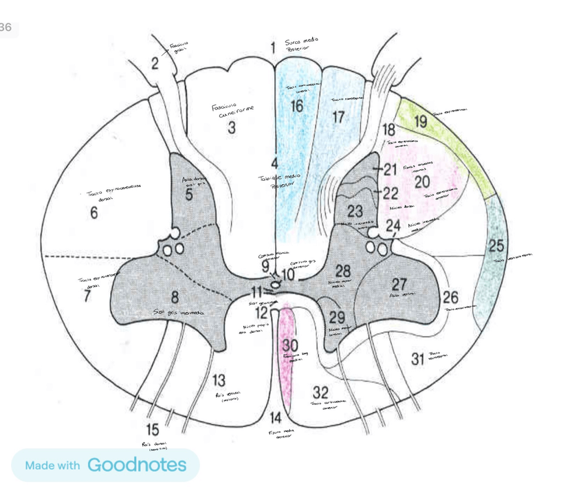 Miniatura del documento Imagen-pregunta-anatomia-examen-ordinaria.jpeg
