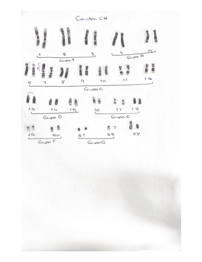 Miniatura del documento Cariotipo-CM.pdf
