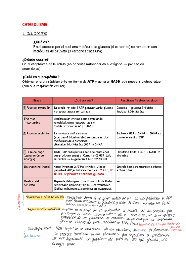 Miniatura del documento METABOLISMO.pdf