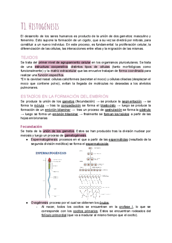 Miniatura del documento T1-Histogenesis.pdf