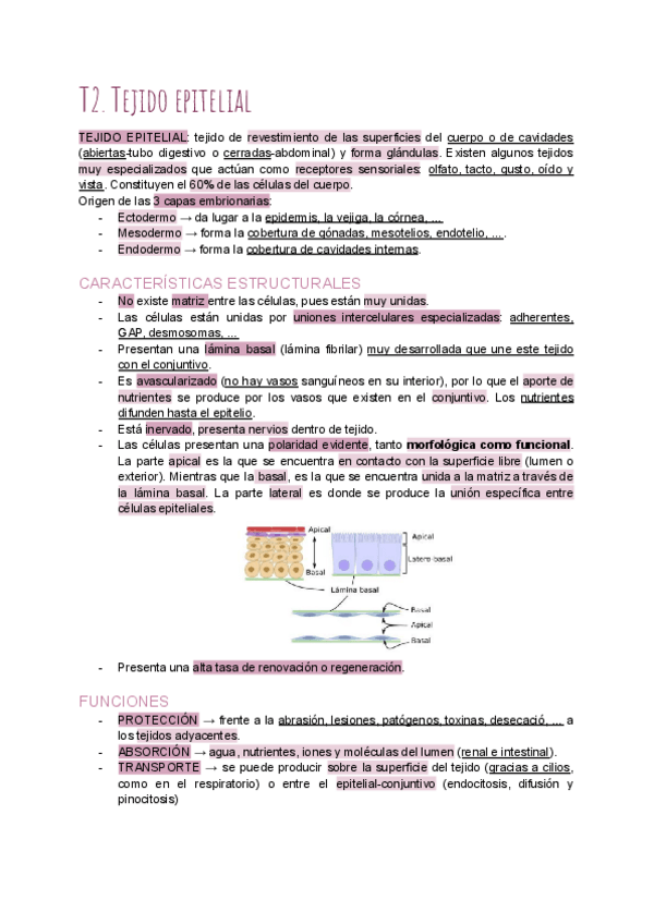 Miniatura del documento T2-Epitelial.pdf