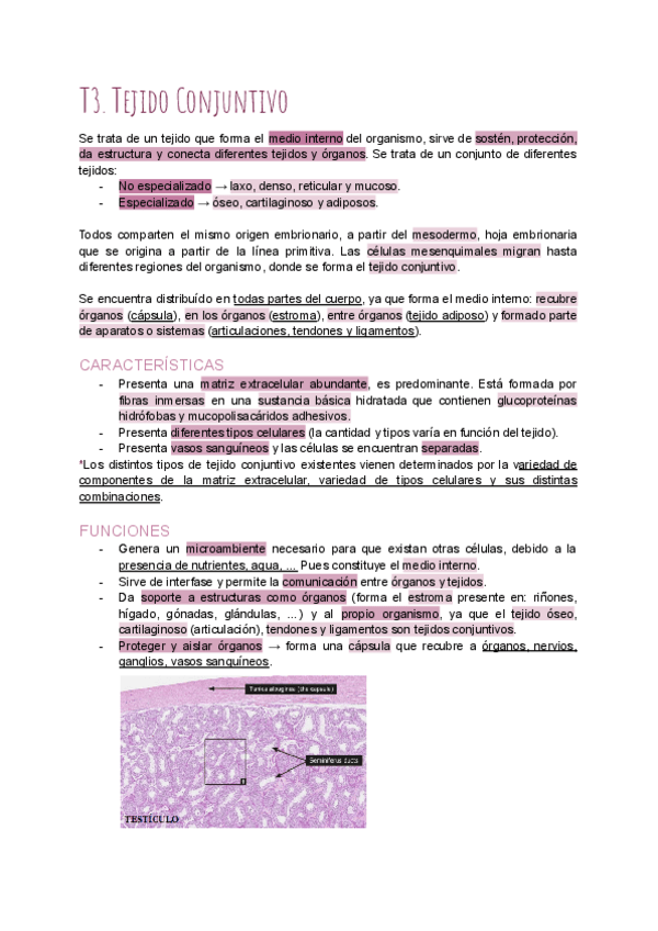 Miniatura del documento T3-Conjuntivo.pdf