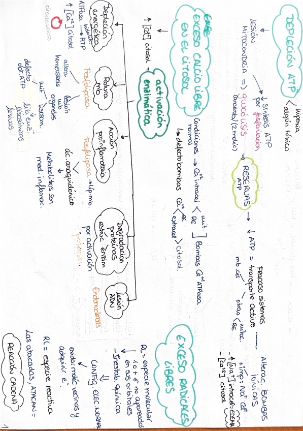 Miniatura del documento Capitulo-1.-Esquema-lesion-y-muerte-celular.pdf