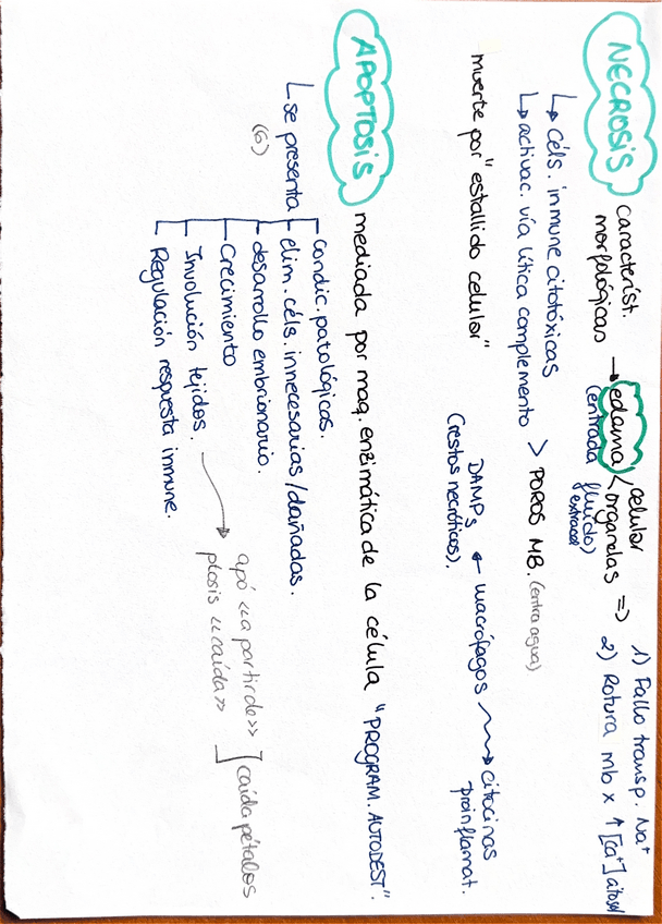 Miniatura del documento Capitulo-1.-Esquema-necrosis-y-apoptosis.pdf