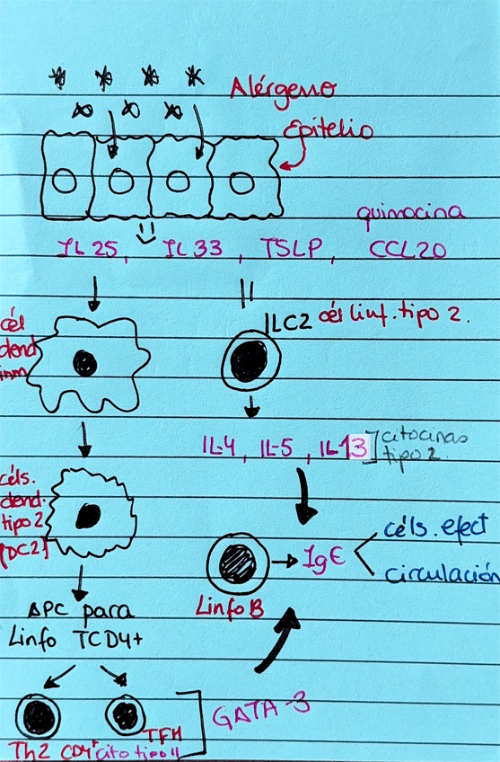 Miniatura del documento Esquema-mecanismo-reaccion-alergica.pdf