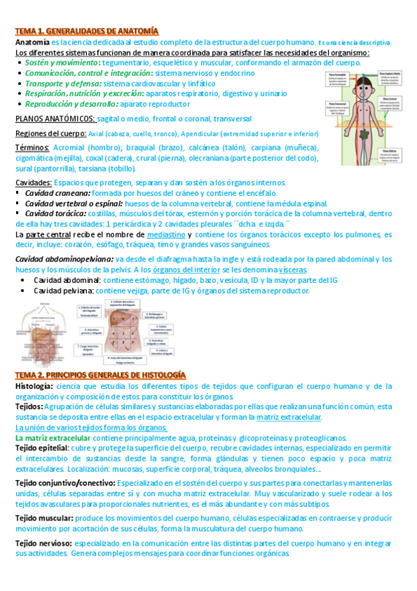 Miniatura del documento Teoria-1Q.-T1-9-anatomia-super-bien-resumido.pdf