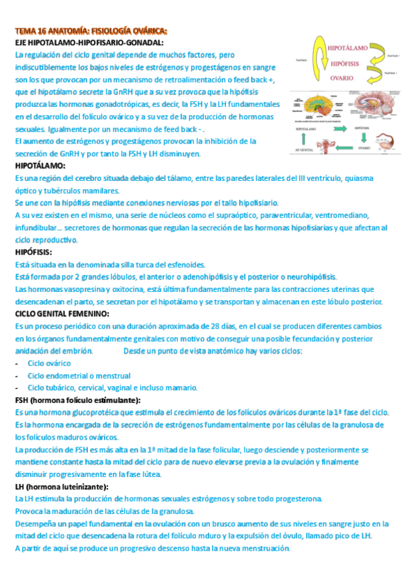 Miniatura del documento TEMA-16-resumen-ANATOMIA-FISIOLOGIA-OVARICA.pdf