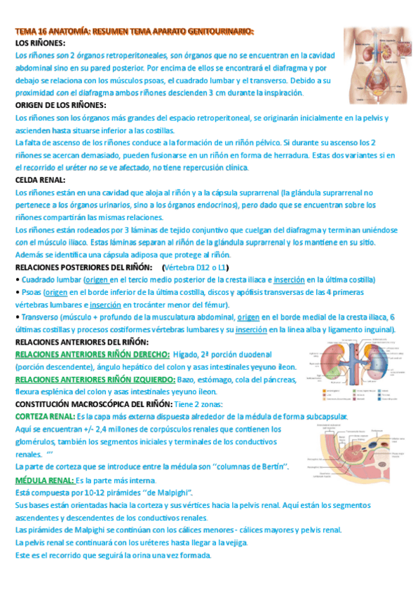 Miniatura del documento RESUMEN-T-16-resumen-ANATO-APARATO-GENITOURINARIO.pdf