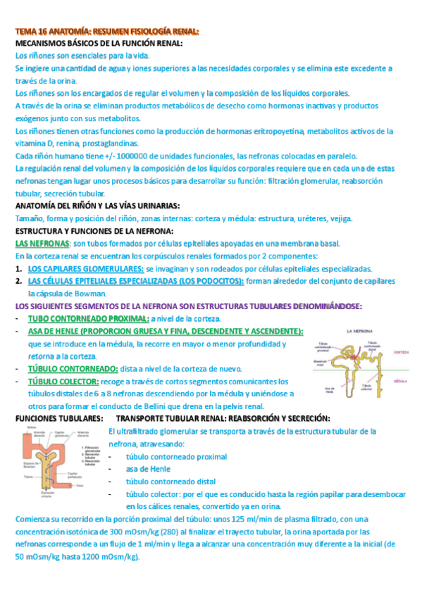 Miniatura del documento RESUMEN-FISIOLOGIA-RENAL-ANATO.pdf