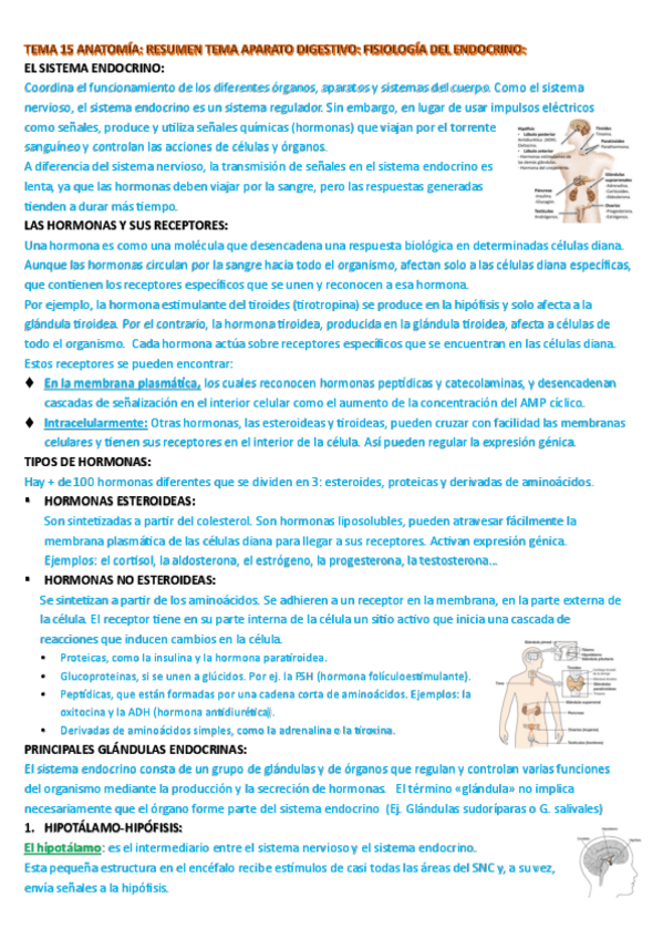 Miniatura del documento RESUMEN-FISIOLOGIA-ENDOCRINA-ANATO.pdf