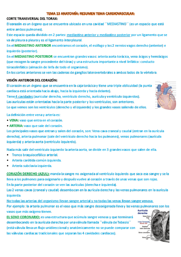 Miniatura del documento resumen-cardio-anato.pdf