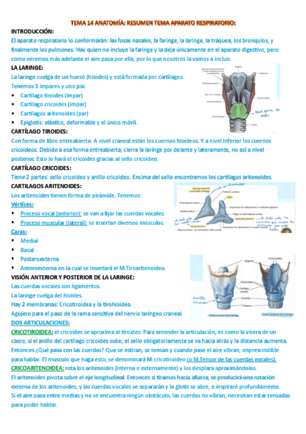 Miniatura del documento resumen-anatomia-aparato-respiratorio.pdf