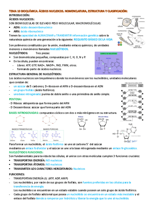 Miniatura del documento tema-10-bioquimica.pdf