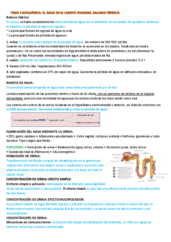 Miniatura del documento TEMA-3-BIOQUIMICA-RESUMEN.pdf