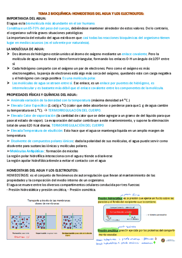 Miniatura del documento TEMA-2-bioquimica.pdf