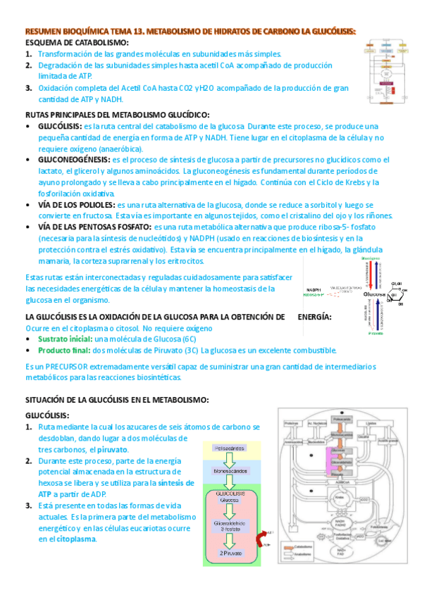 Miniatura del documento resumen-tema-13-bioquimica.pdf