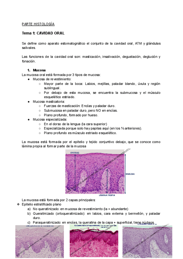 Miniatura del documento Histo-morfo.pdf
