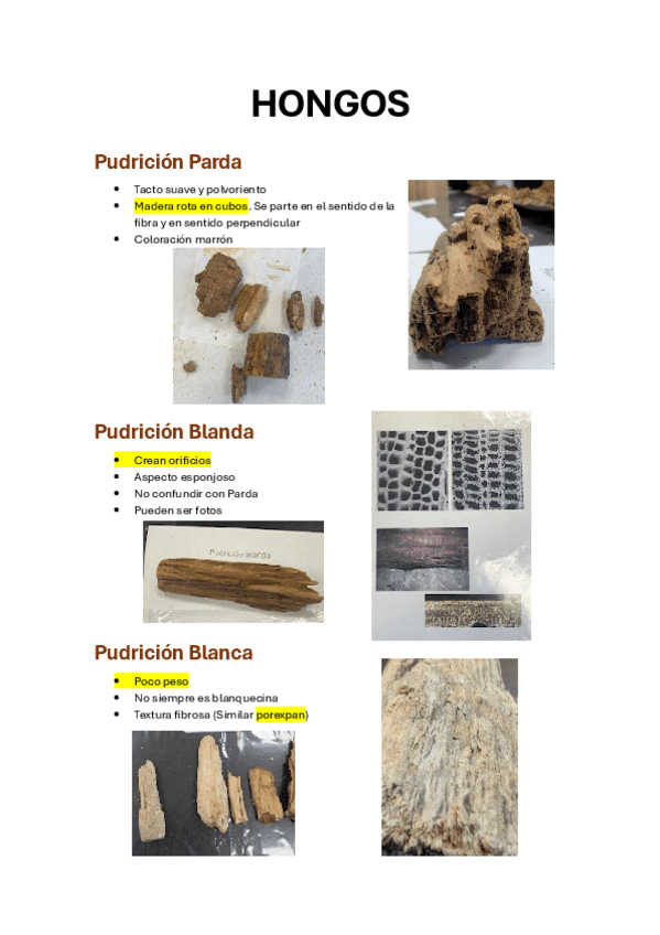 Miniatura del documento Visu-Patologia.pdf
