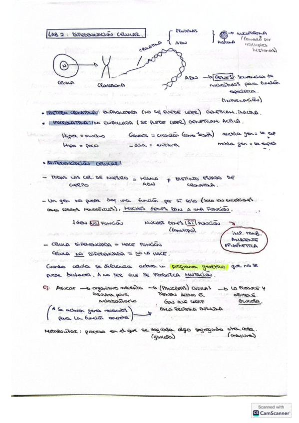 Miniatura del documento Laboratorio-2-neuro-diferenciacion-celu.pdf