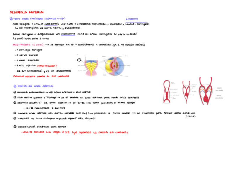 Miniatura del documento Desarrollo-arterial-y-arcos-faringeos.pdf