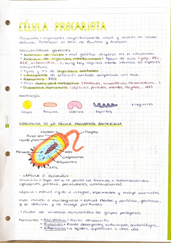 Miniatura del documento T2.La-celula-procariota.pdf