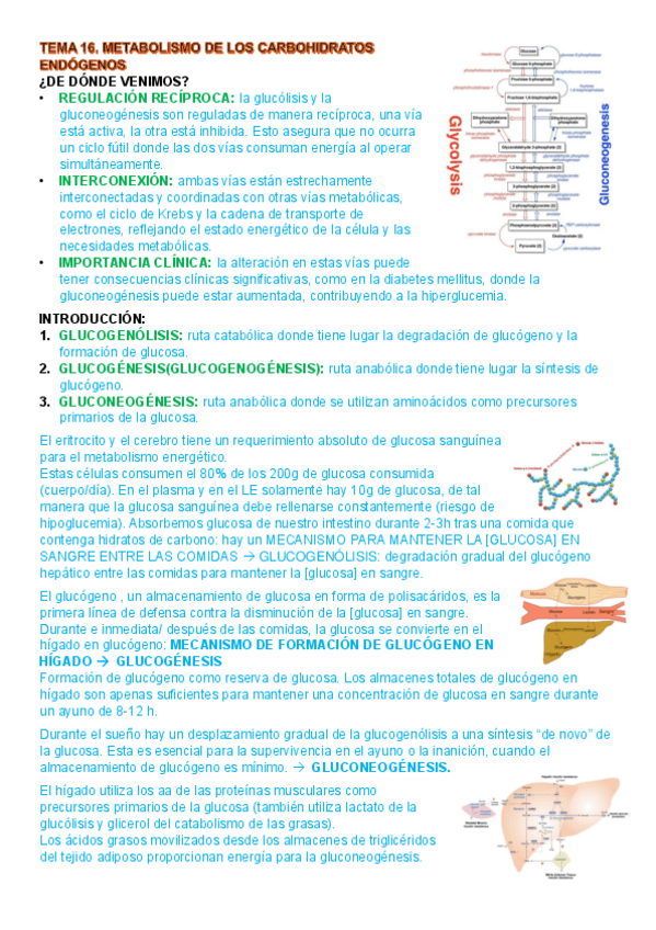 Miniatura del documento resumen-tema-16-bioquimica.pdf
