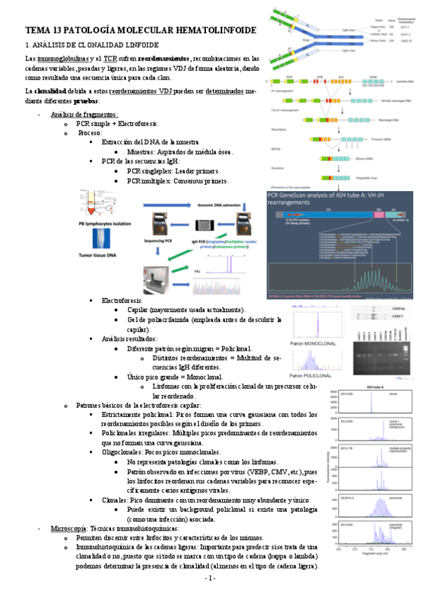 Miniatura del documento ANATOMIA-PATOLOGICA-TEMA-13-PATOLOGIA-MOLECULAR-HEMATOLINFOIDE.pdf