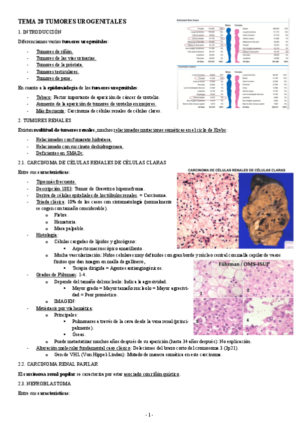Miniatura del documento ANATOMIA-PATOLOGICA-TEMA-20-TUMORES-UROGENITALES.pdf