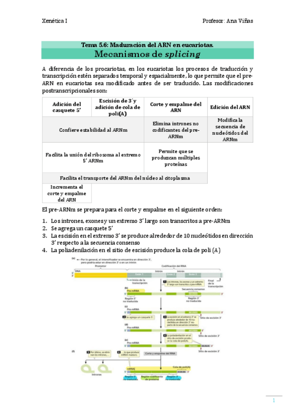 Miniatura del documento T5.-Explicacion-SPLICING.pdf
