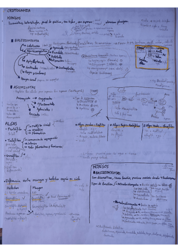 Miniatura del documento Criptogamia-teoria-completa.pdf