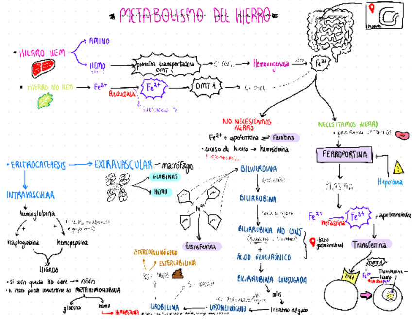 Miniatura del documento Esquema-metabolismo-del-hierro.pdf