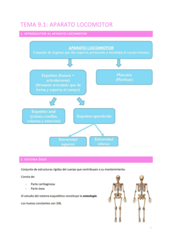 Miniatura del documento TEMA-9.1-APARATO-LOCOMOTOR.pdf