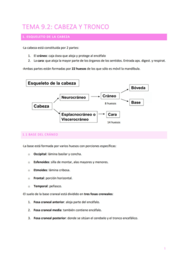 Miniatura del documento TEMA-9.2-CABEZA-Y-TRONCO.pdf