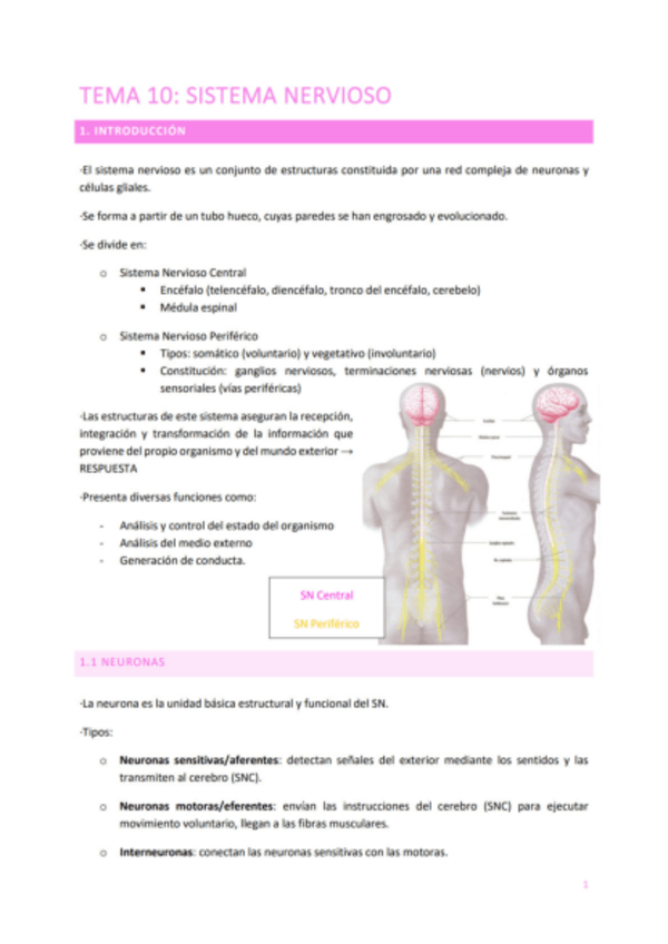 Miniatura del documento TEMA-10-SISTEMA-NERVIOSO.pdf