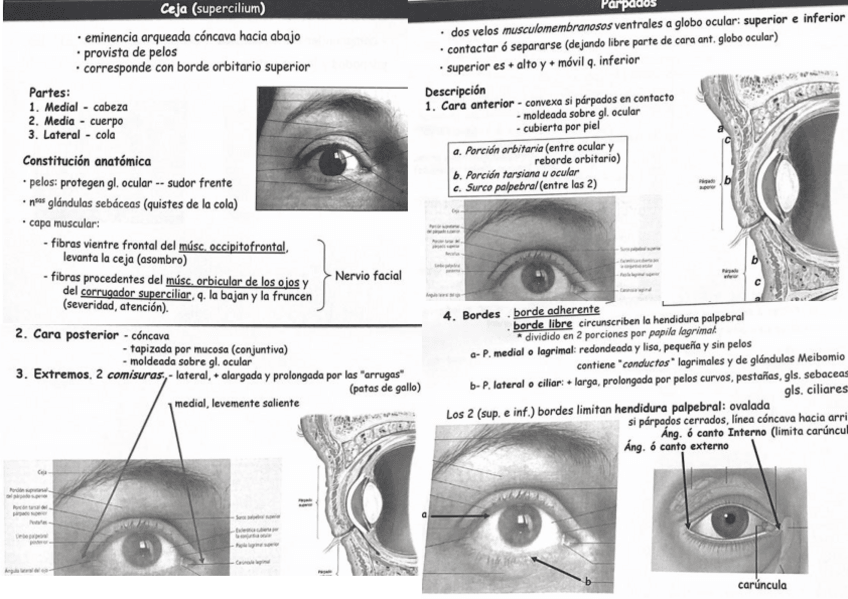 Miniatura del documento TEMA12.pdf