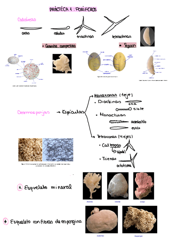Miniatura del documento Examen-Practicas-Zoo.pdf