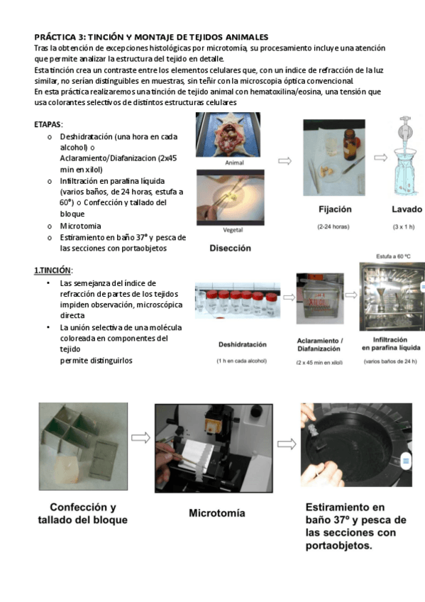 Miniatura del documento Practica-3.-Cito.pdf