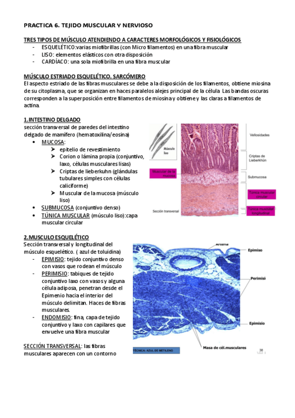 Miniatura del documento PRACTICA-6.-CITO.pdf