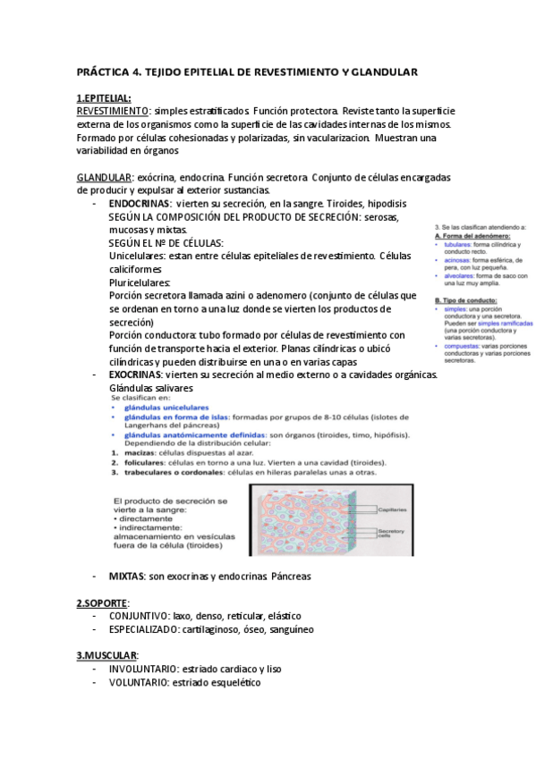 Miniatura del documento PRACTICA-4.-CITO.pdf