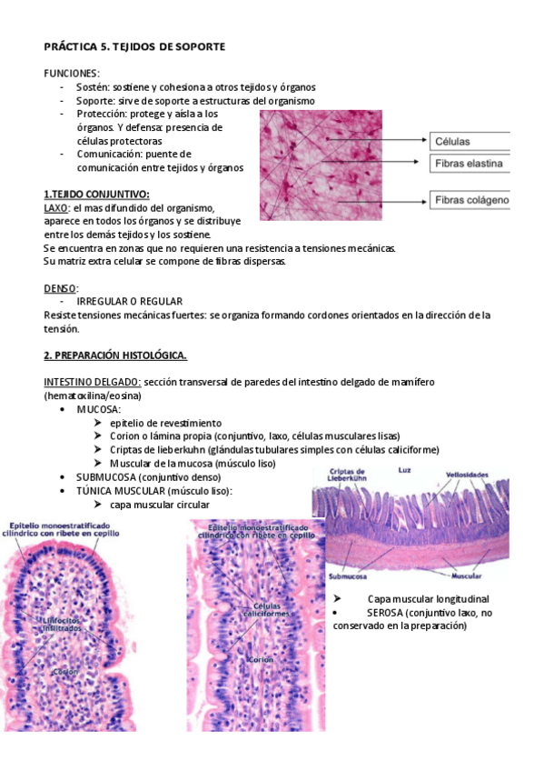 Miniatura del documento PRACTICA-5.-CITO.pdf