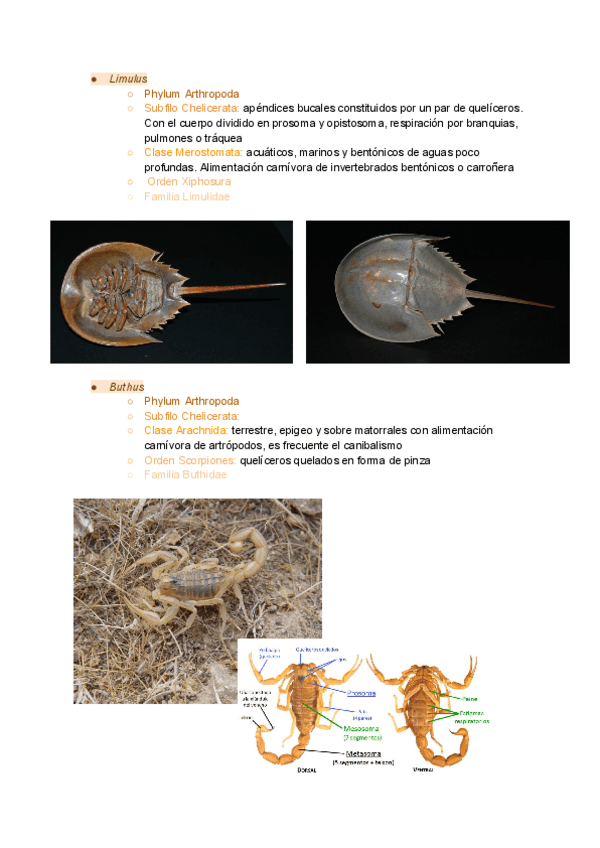 Miniatura del documento visu-2.1.pdf
